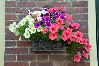 Картинка цветы петунии +калибрахоа сурфиния