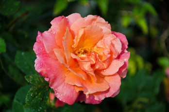 Картинка цветы розы роза