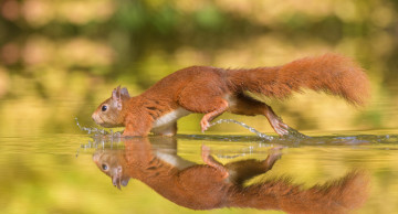 Картинка животные белки брызги вода животное белка бег