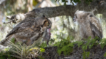 Картинка животные совы дерево природа еда добыча малыш мама птицы