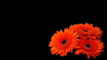 Картинка цветы герберы черный фон