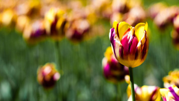 Картинка цветы тюльпаны цветок