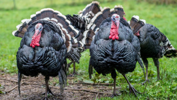 Картинка животные индюки растения