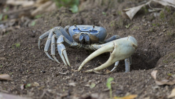 Картинка животные крабы +раки песок