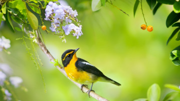 Картинка животные птицы цветы ветки ягода