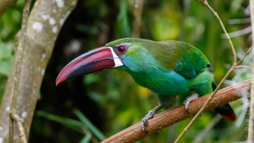 Картинка животные туканы тукан