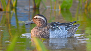 Картинка животные утки взгляд растения