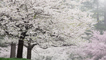 Картинка цветы цветущие+деревья+ +кустарники деревья цветение сад весна