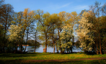 Картинка природа деревья простор