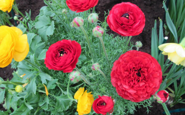 Картинка цветы маки клумба красные желтые бутоны