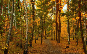 Картинка природа лес деревья