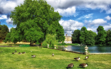 Картинка животные гуси трава пруд облака газон зелень птицы небо утки скамейки деревья
