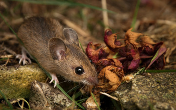 Картинка животные крысы +мыши мышка