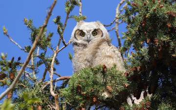 Картинка животные совы ветки белая шишки природа сова хвоя солнце небо