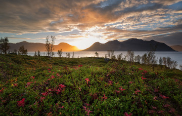 Картинка природа луга простор