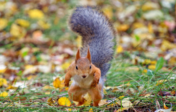 Картинка разное компьютерный+дизайн белка осень парк юмор