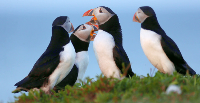 Обои картинки фото разное, компьютерный дизайн, птица, перья, окрас, тупик