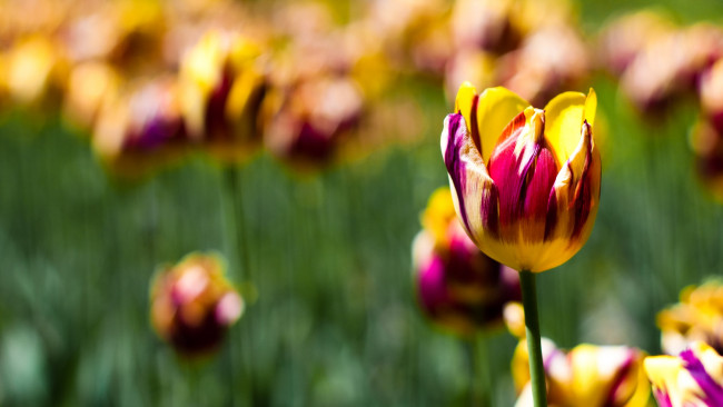 Обои картинки фото цветы, тюльпаны, цветок