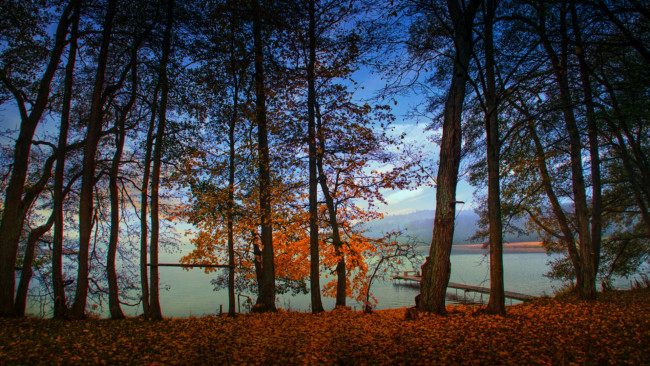 Обои картинки фото природа, деревья, простор