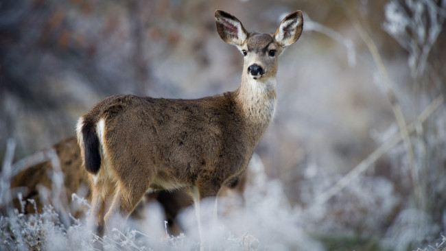Обои картинки фото животные, олени, взгляд