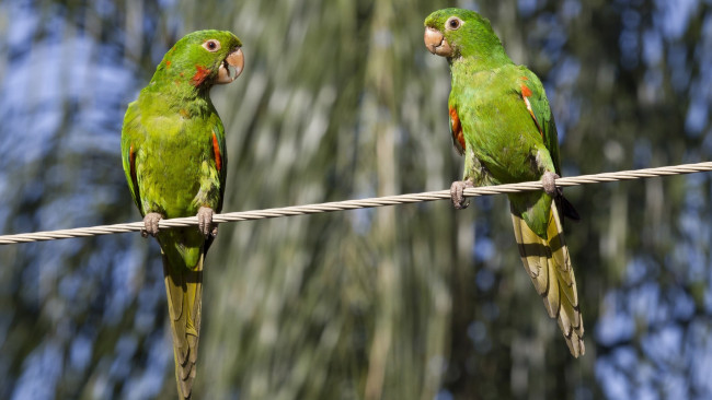 Обои картинки фото животные, попугаи, двое
