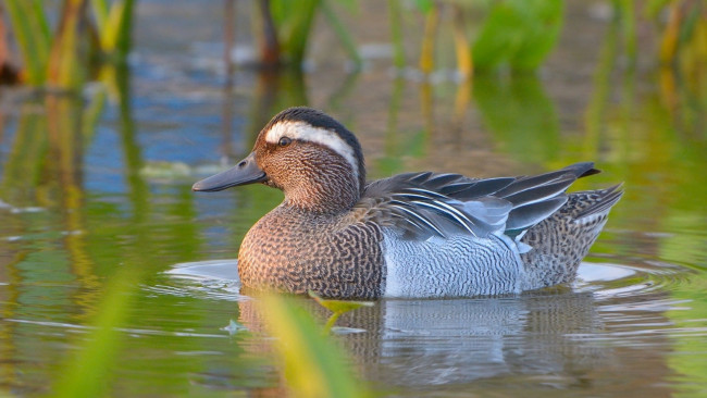 Обои картинки фото животные, утки, взгляд, растения