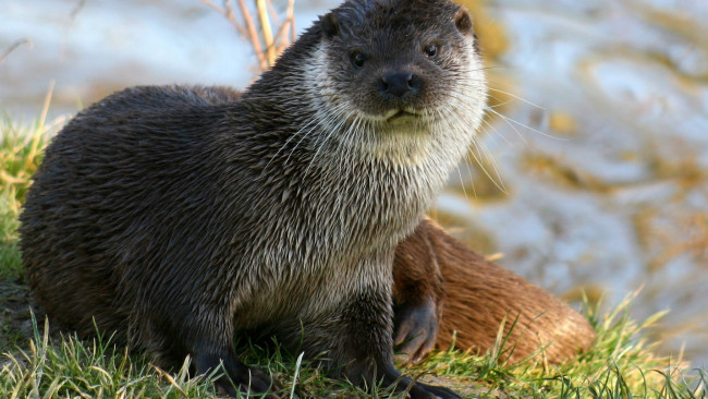 Обои картинки фото животные, выдры,  каланы,  ондатры, взгляд, трава