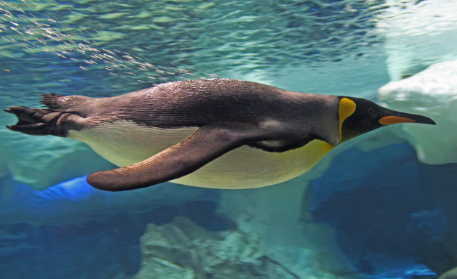 Обои картинки фото животные, пингвины, антарктика