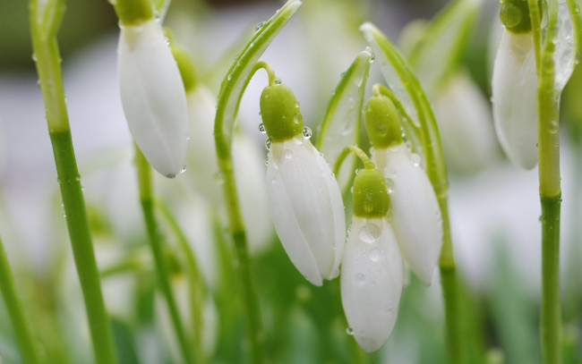 Обои картинки фото цветы, подснежники,  белоцветники,  пролески, весна, макро