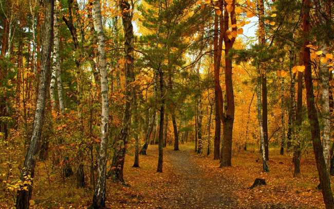 Обои картинки фото природа, лес, деревья