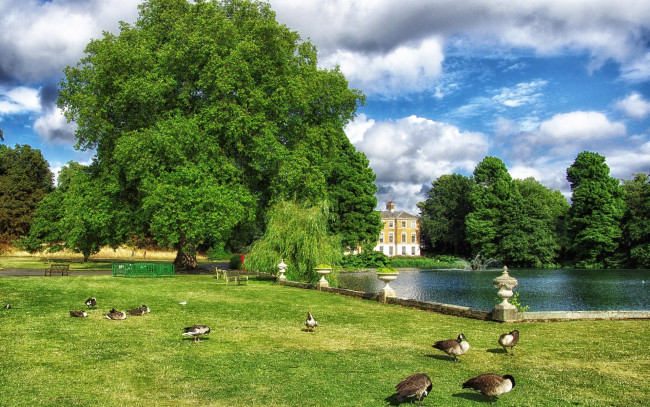 Обои картинки фото животные, гуси, трава, пруд, облака, газон, зелень, птицы, небо, утки, скамейки, деревья