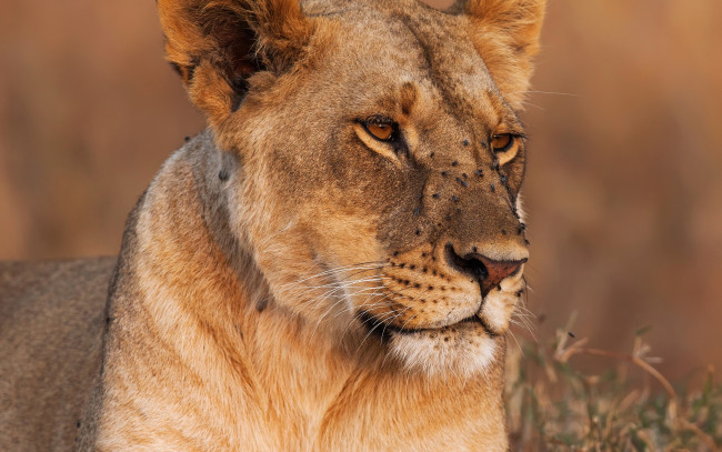 Обои картинки фото животные, львы, крупный, план, львица, фон, трава, хищник, боке, морда
