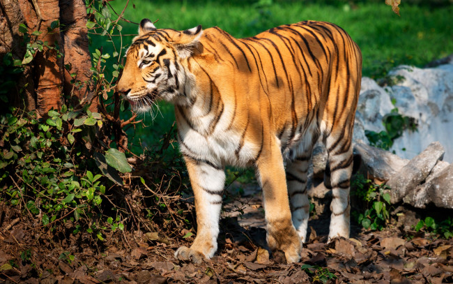 Обои картинки фото животные, тигры, листья, ветки, хищник, полосатый, деревья, камни, зелень, тигр, трава, солнце
