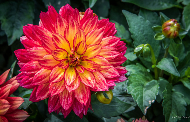 Обои картинки фото цветы, георгины, георгин, лепестки, бутон, цветение