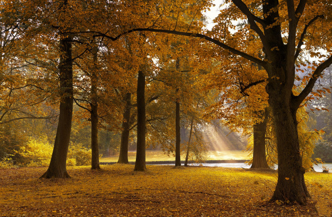 Обои картинки фото природа, лес, простор