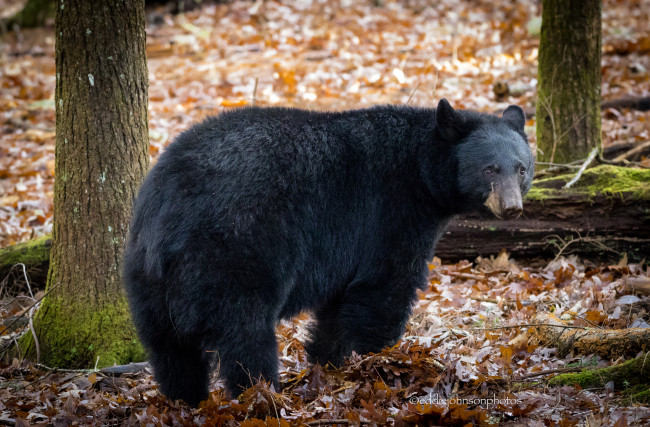 Обои картинки фото животные, медведи, большой, животное, медведь, шерсть, мишка