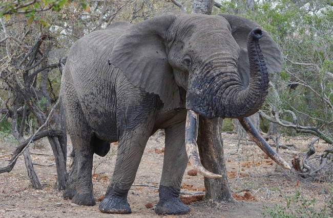 Обои картинки фото животные, слоны, саванна, африка