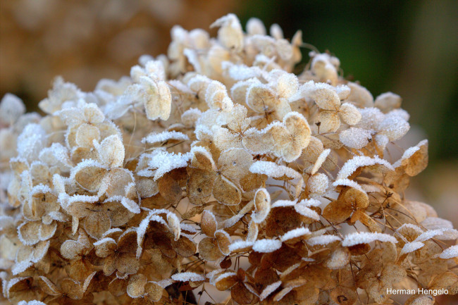 Обои картинки фото природа, макро, осень