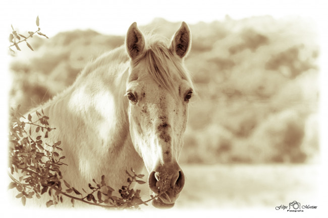 Обои картинки фото животные, лошади, лошадь