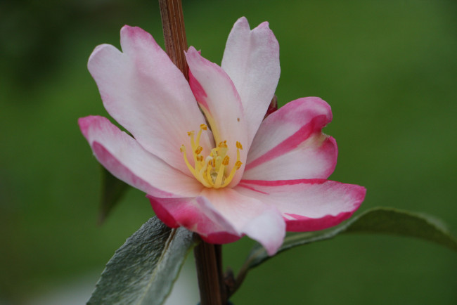 Обои картинки фото цветы, камелии, камелия, бутон, розовая, лепестки, листья, цветение, нежность