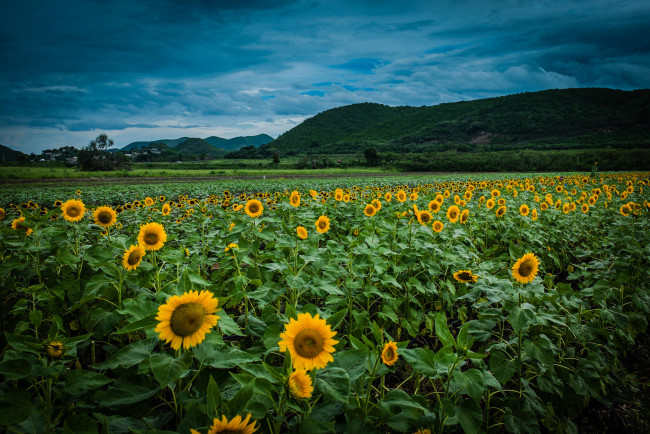 Обои картинки фото цветы, подсолнухи, поле, закат, пейзаж