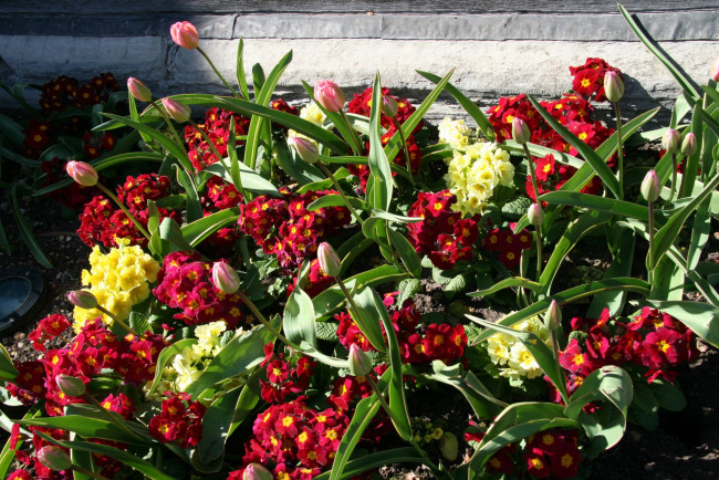 Обои картинки фото цветы, разные вместе, тюльпаны, бутоны, примула