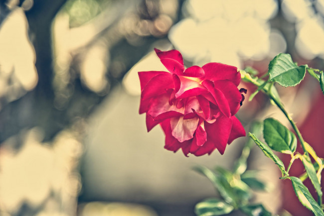 Обои картинки фото цветы, розы, роза