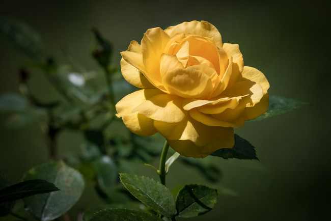 Обои картинки фото цветы, розы, роза