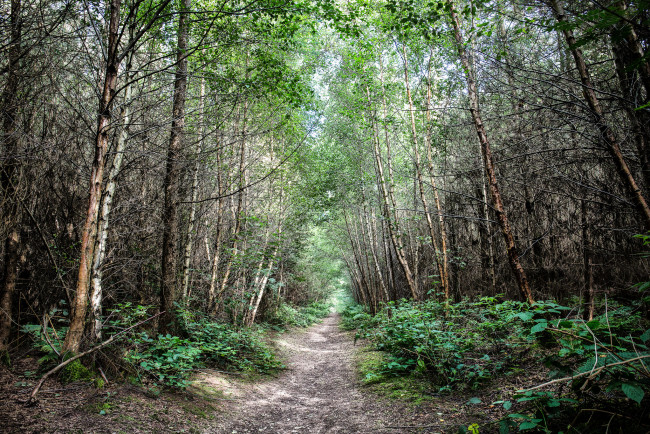 Обои картинки фото природа, лес, простор