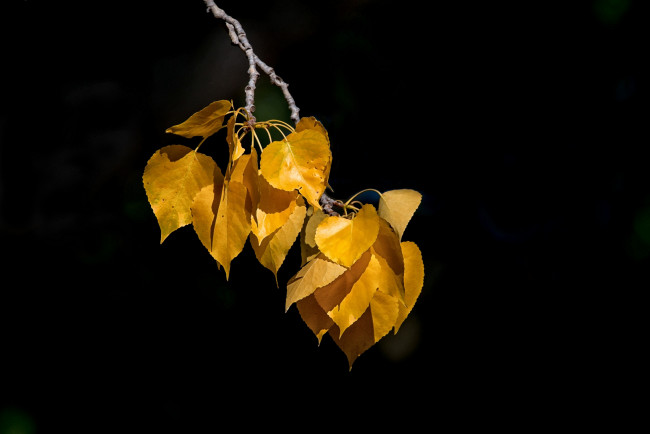 Обои картинки фото природа, листья, простор