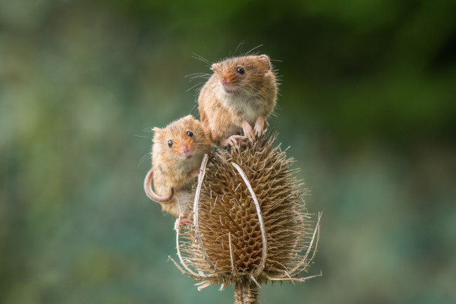 Обои картинки фото животные, крысы,  мыши, мышка