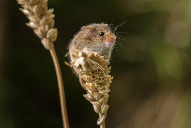 Обои картинки фото животные, крысы,  мыши, мышка