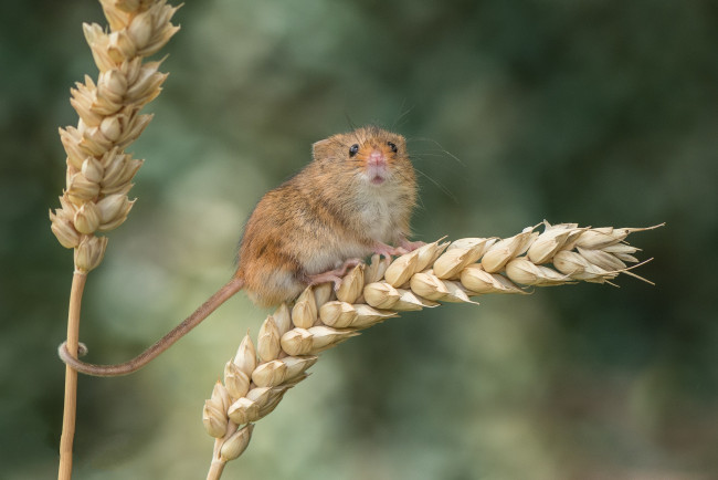 Обои картинки фото животные, крысы,  мыши, мышка