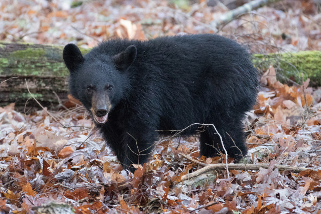 Обои картинки фото животные, медведи, мишка, медведь, животное, шерсть, большой
